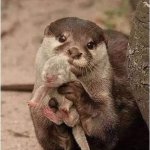 Adorable otter with baby