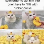 Cat in bath rubber ducks meme