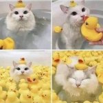 Cat in bath rubber ducks