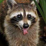 Raccoon tongue out