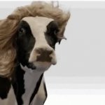 Cow with hair GIF Template