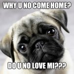 Pug | WHY U NO COME HOME? DO U NO LOVE MI??? | image tagged in pug | made w/ Imgflip meme maker