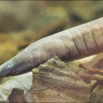 Rubber Eel