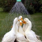 Ducks template
