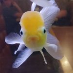 Trumpfish is not amused