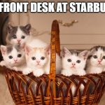 Aww and ugh | THE FRONT DESK AT STARBUCKS | image tagged in kittens | made w/ Imgflip meme maker