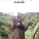 Australia is not always hell. | "Australia is a dangerous place"
Australia: | image tagged in australian possum | made w/ Imgflip meme maker