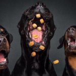 Three dogs with treats