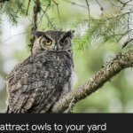 Safemoon Owl