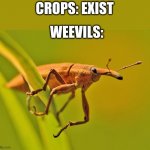 another meme that makes no sense | CROPS: EXIST; WEEVILS: | image tagged in happy insect,weevil,insects | made w/ Imgflip meme maker