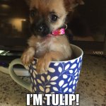 Cup of Chorkie | I’M TULIP!
I LOVE ALL OFFERS! | image tagged in tulip brown | made w/ Imgflip meme maker