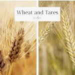 Harvest season