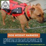 Dog weight harness