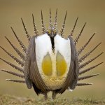 Greater Sage Grouse template