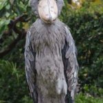 Captain awkwardness | TRY NOT TO ACT AWKWARD AT THE PARTY TONIGHT ME HER* | image tagged in shoebill stork,socially awkward penguin,socially awkward stork,staredown,dinosaur | made w/ Imgflip meme maker