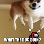 What the dog doin? | ? ? WHAT THE DOG DOIN? | image tagged in flying dog,dog | made w/ Imgflip meme maker