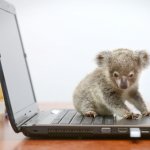 koala-computer