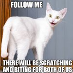 Let's have fun | FOLLOW ME; THERE WILL BE SCRATCHING AND BITING FOR BOTH OF US | image tagged in overly attached cat,follow | made w/ Imgflip meme maker