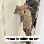 Tema la taille du rat