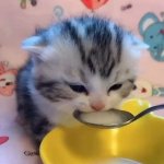 kitten drinking milk meme