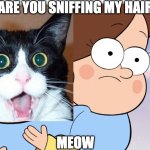 are you meowing my meow | ARE YOU SNIFFING MY HAIR; MEOW | image tagged in gravity falls | made w/ Imgflip meme maker