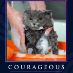 Courageous cat meme