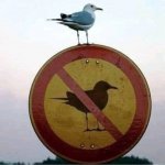 Bird says no meme