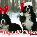 christmas dogs | 137 Days till Christmas | image tagged in christmas dogs | made w/ Imgflip meme maker