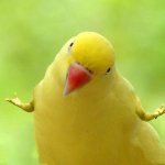 Parrot with Arms Shrugging template