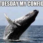 Whale. | IT IS TUESDAY MY CONFIDANTS | image tagged in whale | made w/ Imgflip meme maker