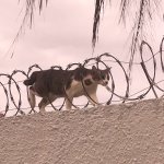 Cat Barbed Wire