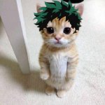 deku cat