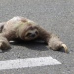 Sloth crosses street