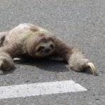 Sloth crosses street meme