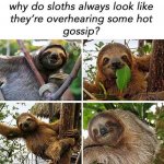 Sloths hot gossip