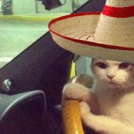 Mexican cat