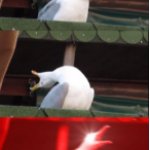 Inhale, Scream, Shut Seagull meme