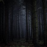 Dark forest template