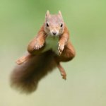 leaping squirrel meme