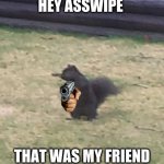 when you run over a rabbit | HEY ASSWIPE; THAT WAS MY FRIEND | image tagged in squirrel,accidentally | made w/ Imgflip meme maker