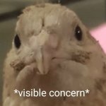 visible concern bird template