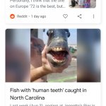 China Cat Human Teeth Fish News Duo