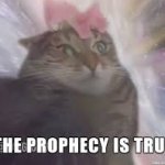 The prophecy is true cat template