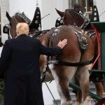Trump and another horse's ass