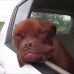 g GIF Template
