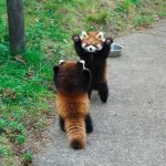 Red pandas meme