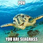 pov meme | POV; YOU ARE SEAGRASS | image tagged in sea turtle | made w/ Imgflip meme maker