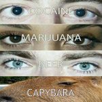 Eye Effect | CAPYBARA | image tagged in eye effect | made w/ Imgflip meme maker
