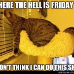 Honestly I don't think I can do this shit at all | WHERE THE HELL IS FRIDAY AT; I DON'T THINK I CAN DO THIS SHIT | image tagged in impatient cat,memes,friday | made w/ Imgflip meme maker