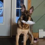 Dog | WHEN YOUR DOG KINDLY RETURNS YOUR PLATE. AFTER EATING YOUR SUPPER. | image tagged in dog | made w/ Imgflip meme maker